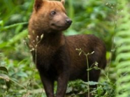 Chien des buissons